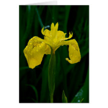 Yellow Wild Iris Greeting Cards