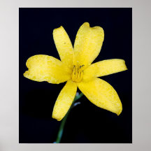 Yellow wildflower posters