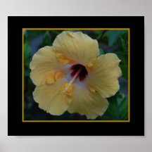YellowHibiscus1 Poster