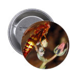 Yellowjacket Found In Palm Springs California Buttons
