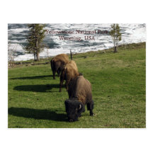 Yellowstone National Park Postcards Bison Winter