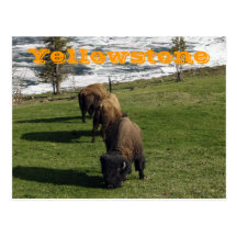 Yellowstone National Park Postcards Bison Winter