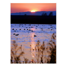 Yolo Wildlife Area Post Card