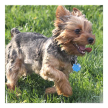 York Terrier Dog Invitations