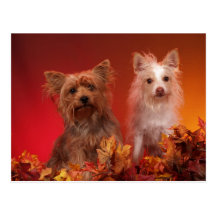 Yorkie and Friends Postcards