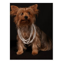 Yorkie Pearls Postcard