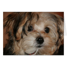 Yorkie~Poo Card