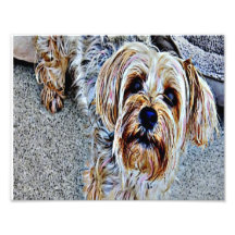 Yorkie Puppy Photo