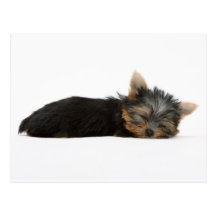 Yorkie Puppy Sleeping Post Card