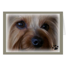 Yorkie Sad Eyes Cards
