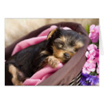 Yorkie Valentine Card