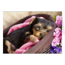 Yorkie Valentine Card