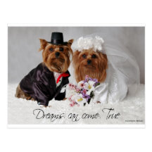 Yorkie Wedding Dreams Can Come True Postcard