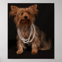 Yorkie with Pearls Poster
