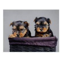 Yorkies Postcard