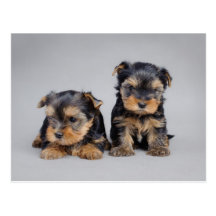 Yorkies Postcard