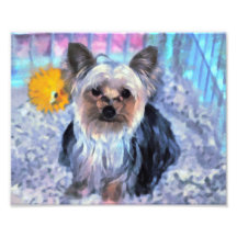 Yorkshire Terrier Dog Photo