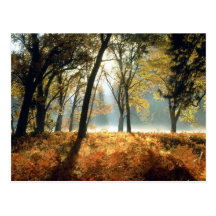 Yosemite National Park Cards and Gifts Post Cards