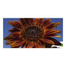 You are my sunshine photo card