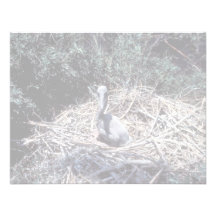 Young Brown Pelican in Nest Personalized Invitation