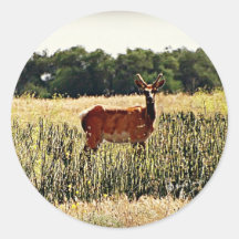 Young Bull Elk Sticker