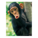 Young Chimpanzee (Pan troglodytes) Postcard