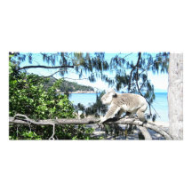 Young koala at the beach picture card