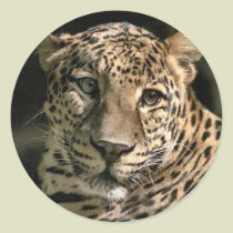 Young Leopard Cub Art Gifts stickers