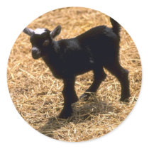 Young Pigmy Goat stickers