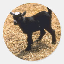 Young Pigmy Goat Stickers