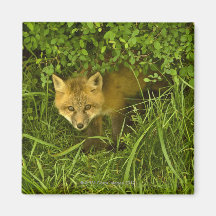 Young Red Fox coming out from hiding in bushes Magnets