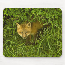 Young Red Fox coming out from hiding in bushes Mouse Mat