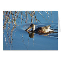 Young Shovelor Duck Card