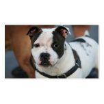 Young Staffordshire Bull Terrier Business cards