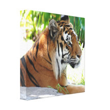 Young Tiger Canvas Print