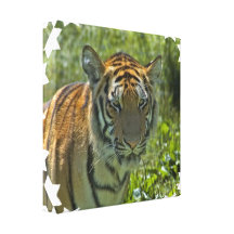 Young Tiger Cub Canvas Print