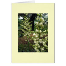 Yucca Greeting Card