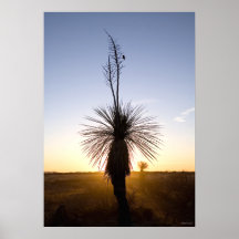Yucca Silhouette - West Texas Desert Print