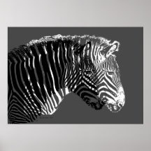 zebra 2 Grey Posters