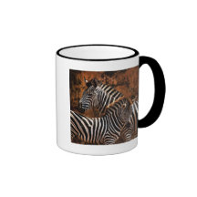 Zebra and foal safari art coffee mugs