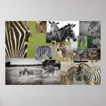 Zebra Collage Poster