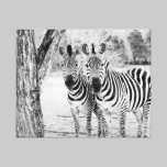 Zebra Duo Photograph Canvas canvas prints