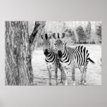 Zebra Duo Photograph Posters