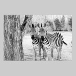 Zebra Duo Photograph posters