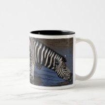 Zebra (equus quagga) drinking at a waterhole in coffee mug
