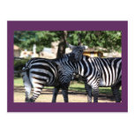 Zebra Friends Postcard