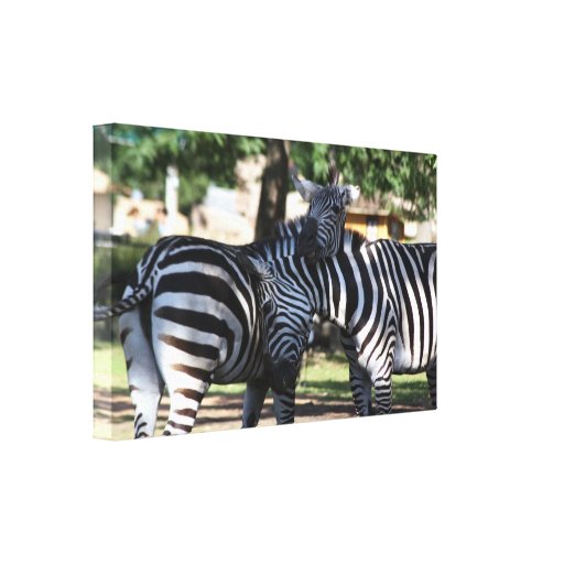 Zebra Friends Wrapped Canvas Print