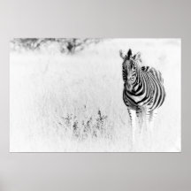 Zebra in white poster