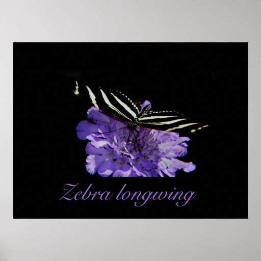 Zebra longwing print