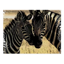 ZEBRA LOVE POSTCARDS